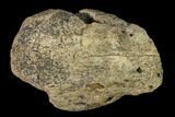 Hadrosaur Ungal (Claw) - Alberta (Disposition #-) #136304-1